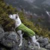 Loft Dog Jacket - Greenery Frorest Green - Happy Breath