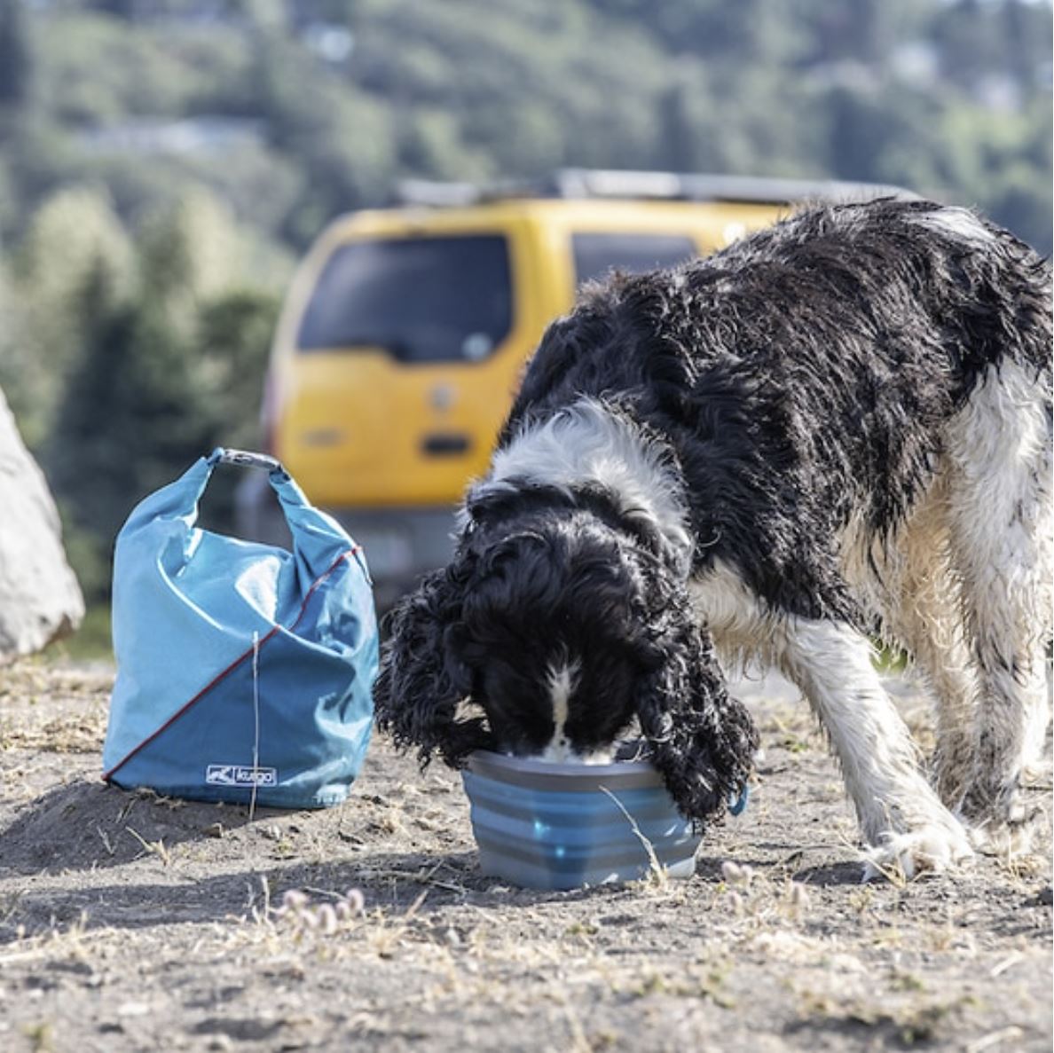 Luxury Gold Rim Dog Bowl - Happy Breath