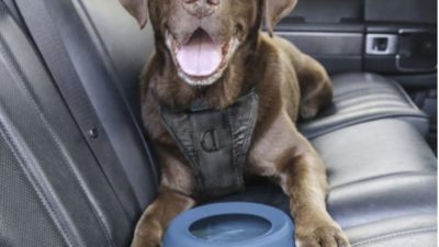 Splash Free Wander Dog Water Bowl - Happy Breath