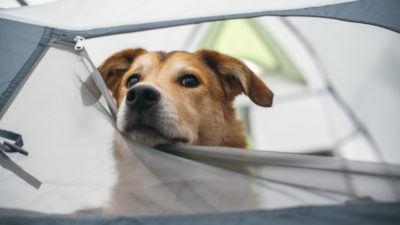 Camping with Your Dog - Happy Breath