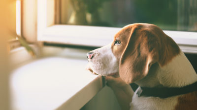 Dog Unsupervised - Happy Breath