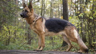 Best in Dog Breeds - Happy Breath