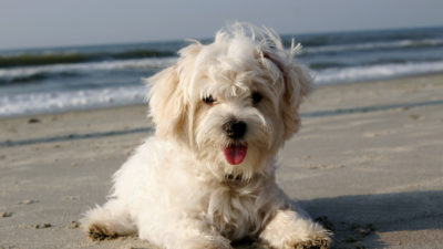 Adopting a Young Puppy - Happy Breath