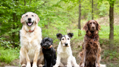 Dog Breeds - Happy Breath