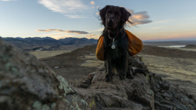 Hiking Backpack for Dogs - Happy Breath