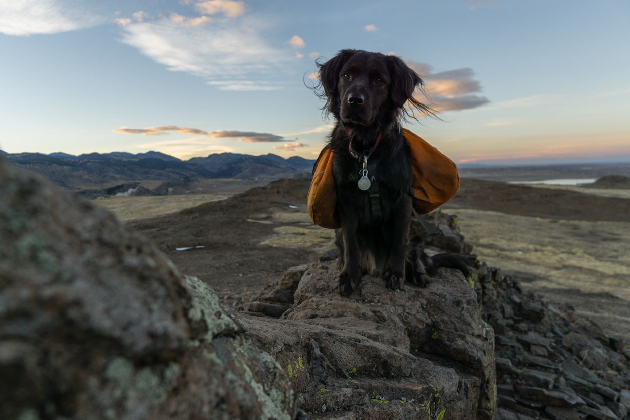 Hiking Backpack for Dogs - Happy Breath