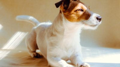 Leaving Dogs Alone - Happy Breath