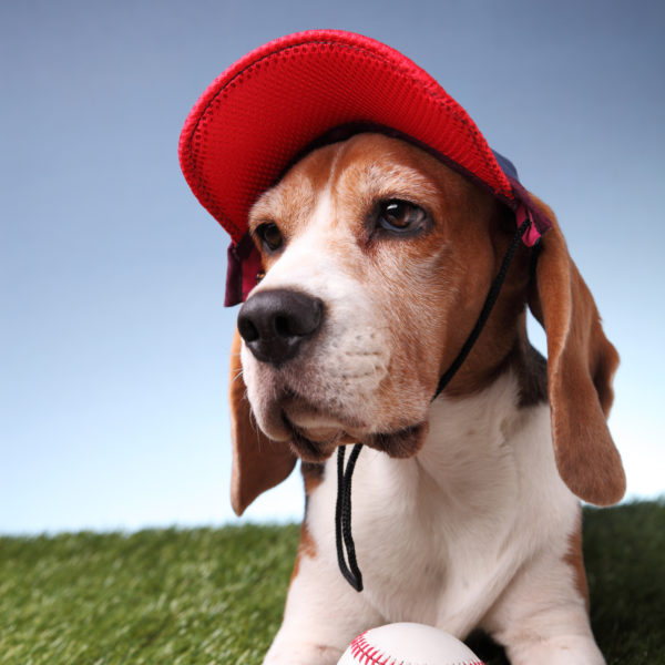 Baseball Caps for Dogs
