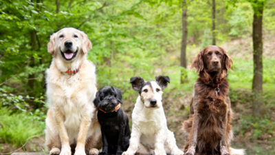 Choosing a Dog Breed - Happy Breath