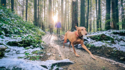 Dog Breeds for Hiking - Happy Breath