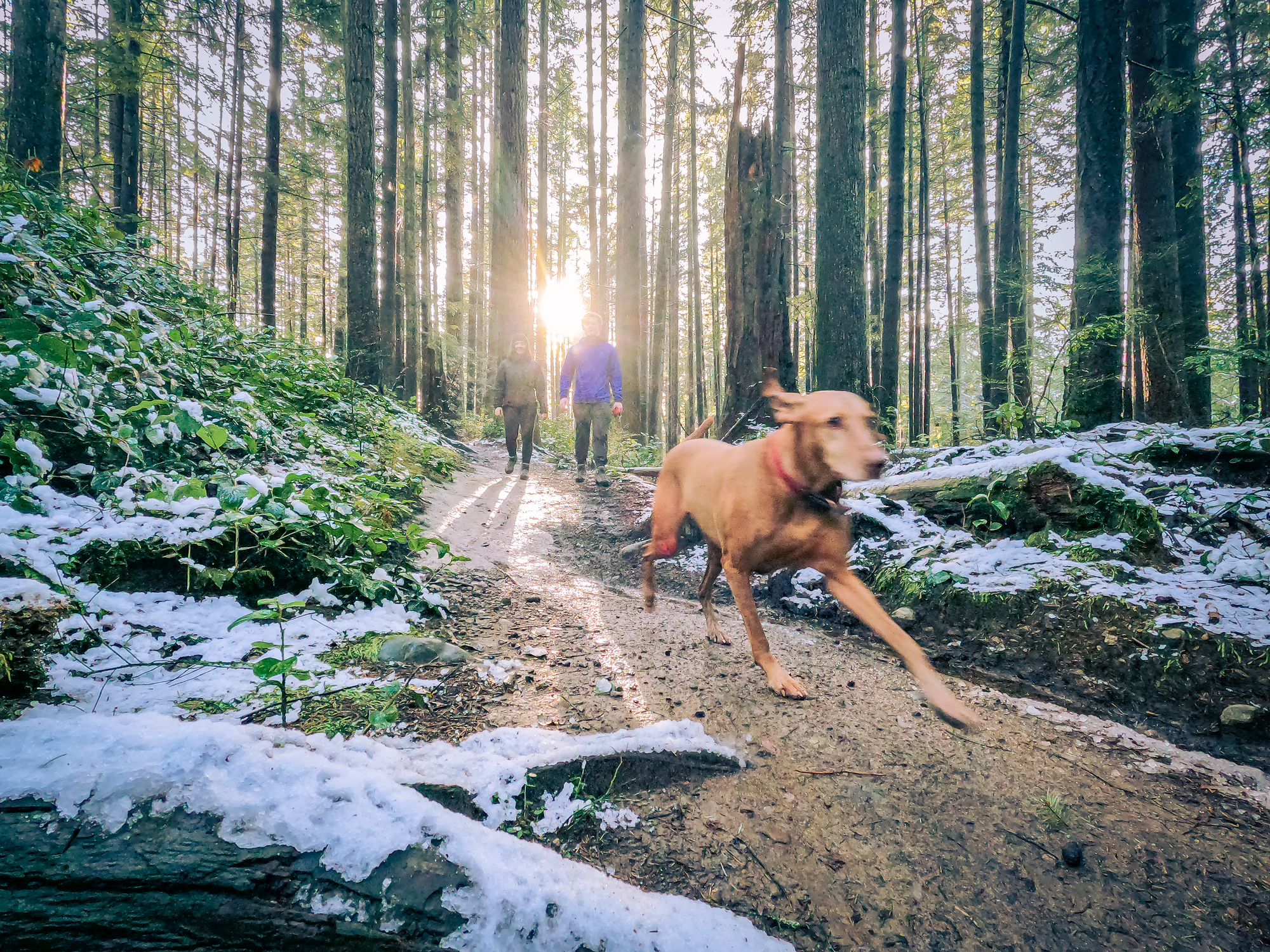 Dog Breeds for Hiking - Happy Breath