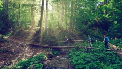 Dog-Friendly Hiking Trails
