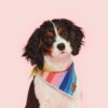 Over the Rainbow Dog Bandana 3