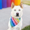 Over the Rainbow Dog Bandana 4