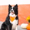 Pumpkin Spice Flannel Dog Bandana 3