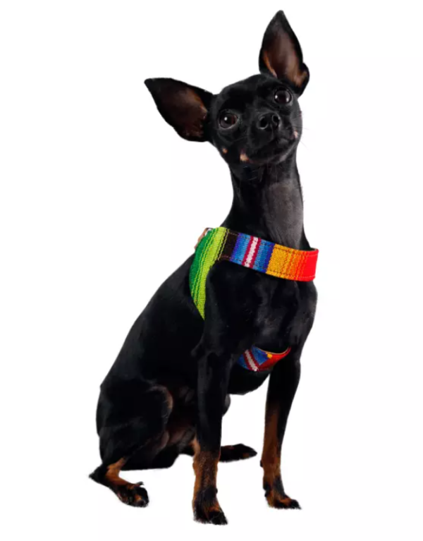 Artisan Maya Dog Harness Happy Breath Image2