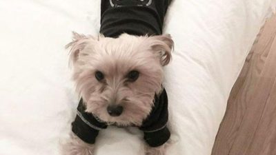 Charcoal Grey Thermal Dog Pajamas - Happy Breath