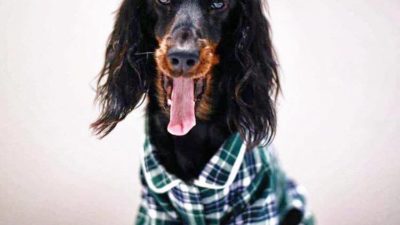 Green Plaid Dog Pajamas - Happy Breath 2
