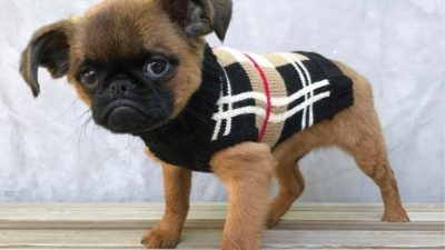 Plaid Dog Sweater - Happy Breath