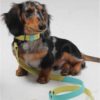 Yellow Lemon Leather Dog Leash Model - Happy Breath