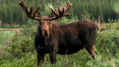 Animals You May Come Across While Hiking